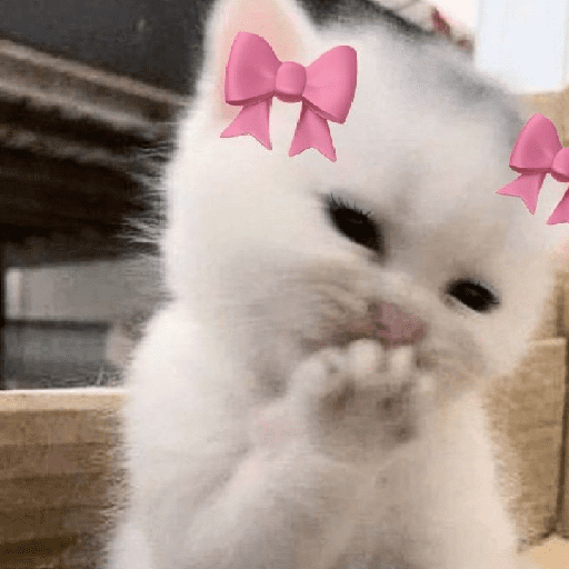 Cats Cute 🐱🥰 22