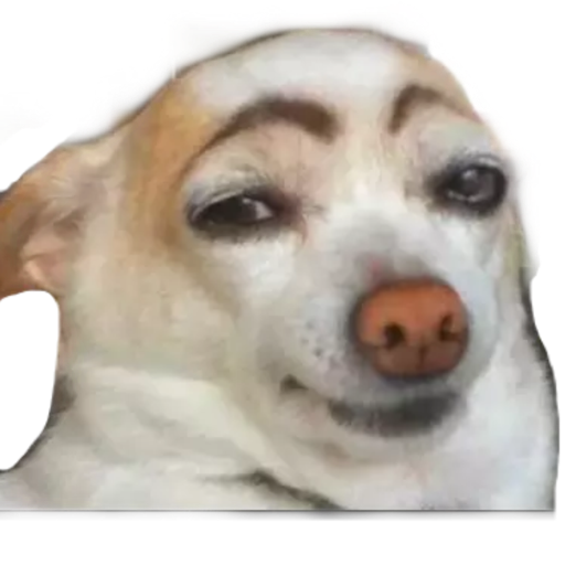 ANIMAIS 13