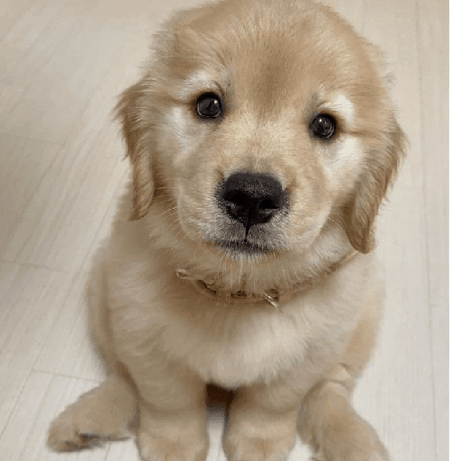 Perritos tiernos  7