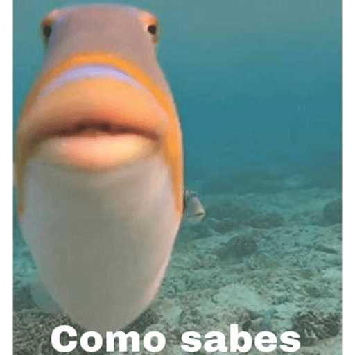 Xdd 6