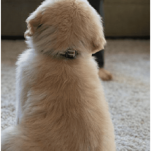 Perritos tiernos  5