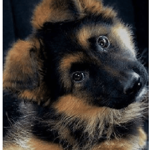 Perritos tiernos  13