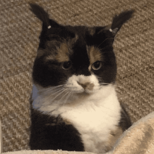 Cats Cute 🐱🥰 20