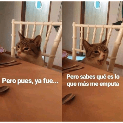 Michis 🐱 29