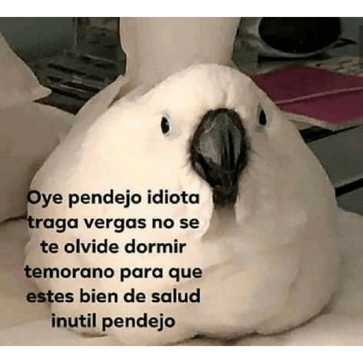 Manzana 15