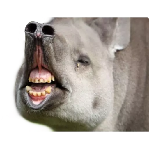 ANIMAIS 8
