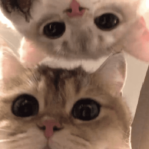 Cats Cute 🐱🥰 26