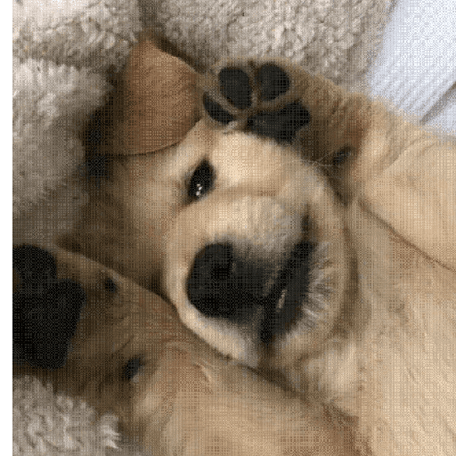 Perritos tiernos  9
