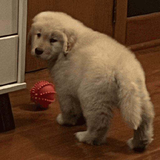 Perritos tiernos  2