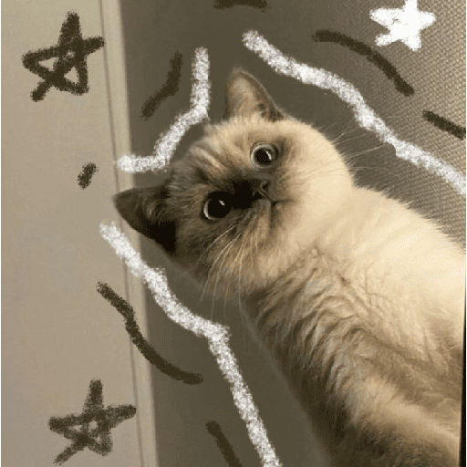 Cats Cute 🐱🥰 24