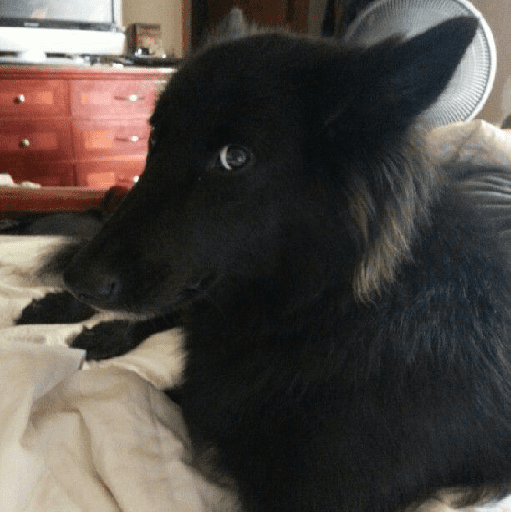 Perritos tiernos  19