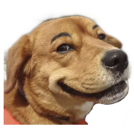 ANIMAIS 9