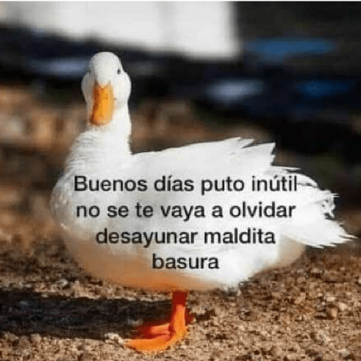 Manzana 14