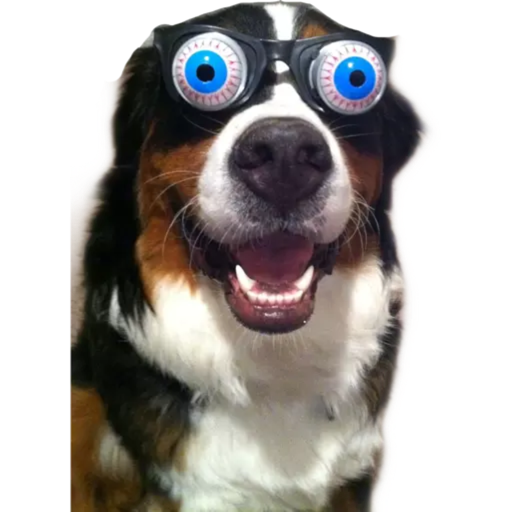 ANIMAIS 7