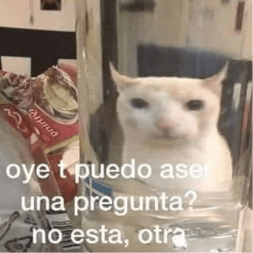 Michis 🐱 17