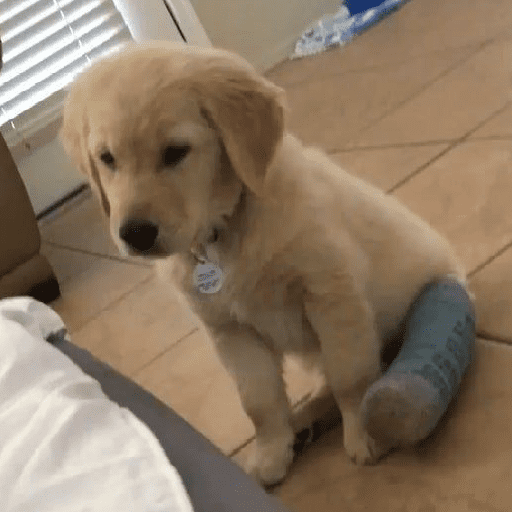 Perritos tiernos  3