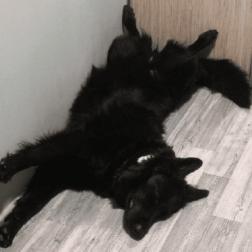 Perritos tiernos  18