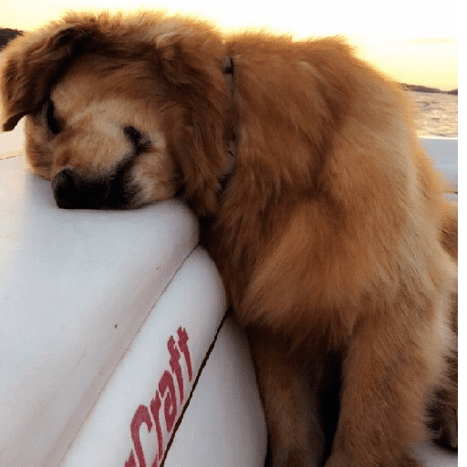 Perritos tiernos  10