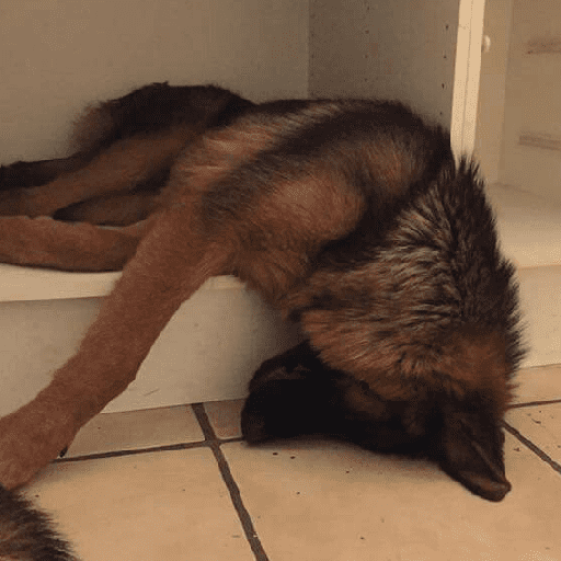 Perritos tiernos  17