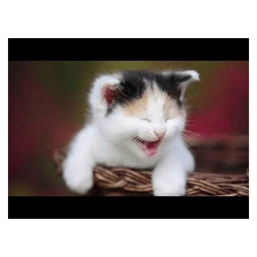 Gatos riendose 6