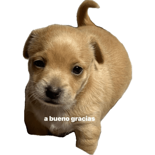 Perritos 4 16