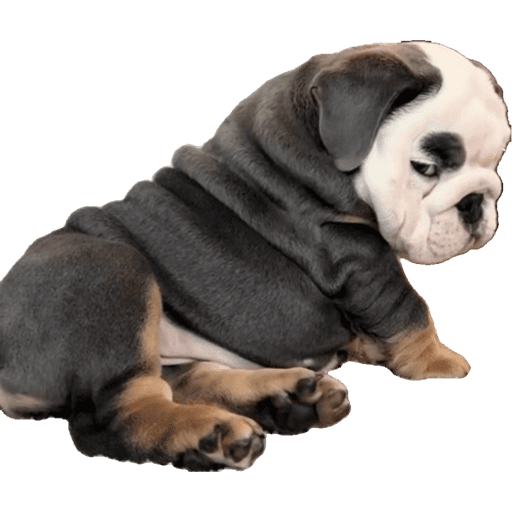 Perritos 4 6