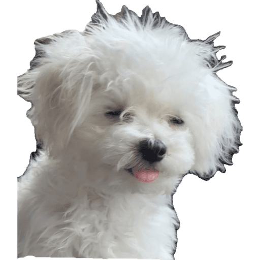 Perritos 4 14
