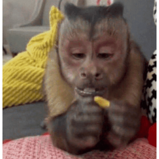 Macacos  15