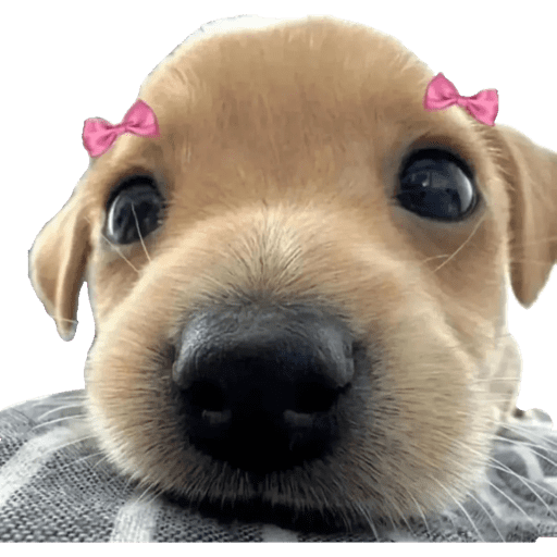 Perritos 4 3