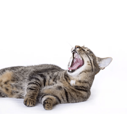 Gatos riendose 1