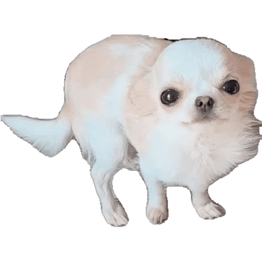 Perritos 4 20