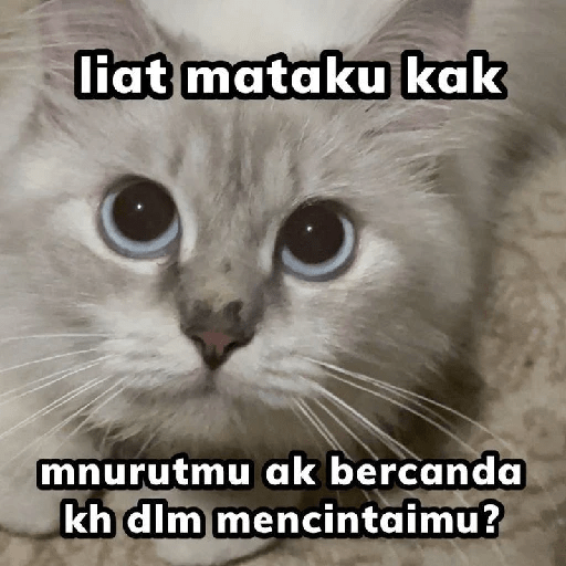 Kucing bucin 2