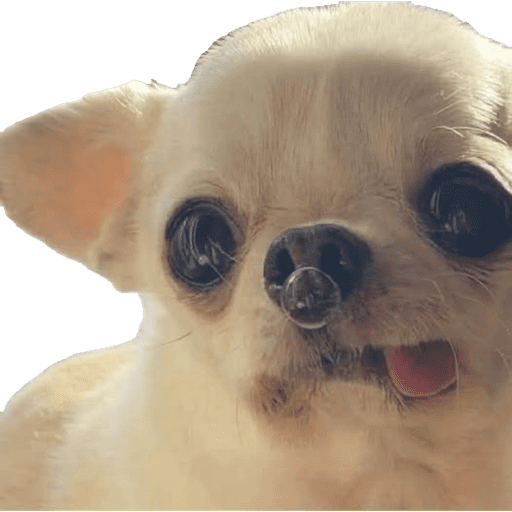 Perritos 4 1