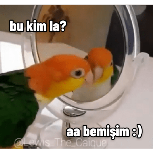 Funny birds 2