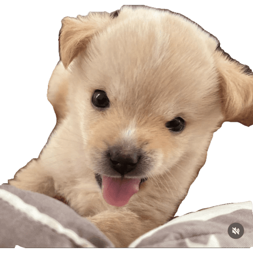 Perritos 4 7