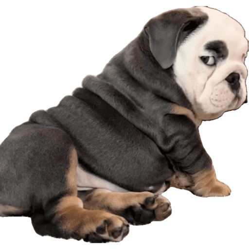 Perritos 4 5