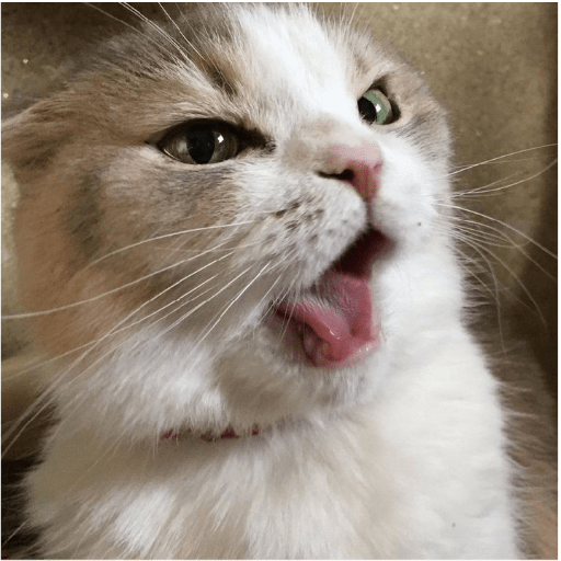 É o Yuri Denovo//Gato Bravo😾 8