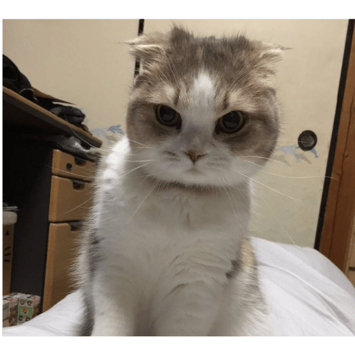 É o Yuri Denovo//Gato Bravo😾 14