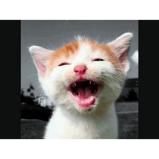 Gatos riendose 4