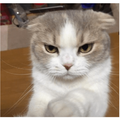 É o Yuri Denovo//Gato Bravo😾 15
