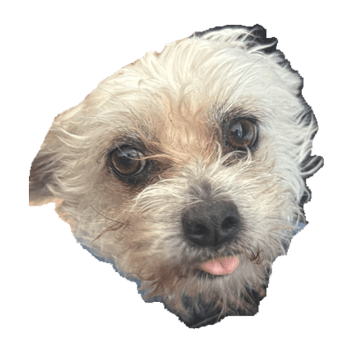 Perritos 4 23