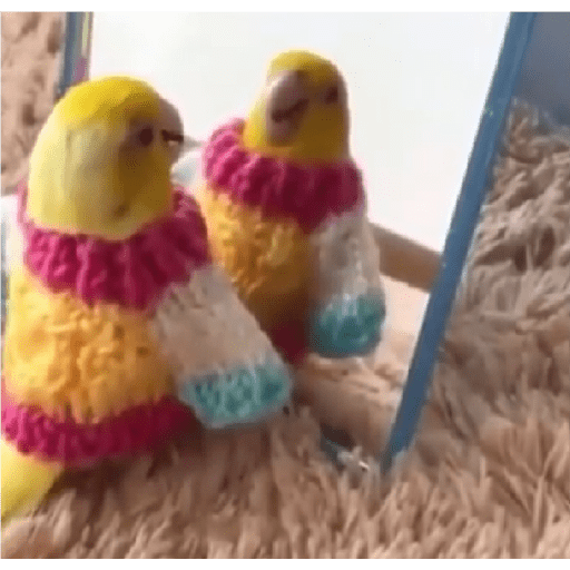 Funny birds 3