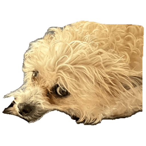 Perritos 4 17