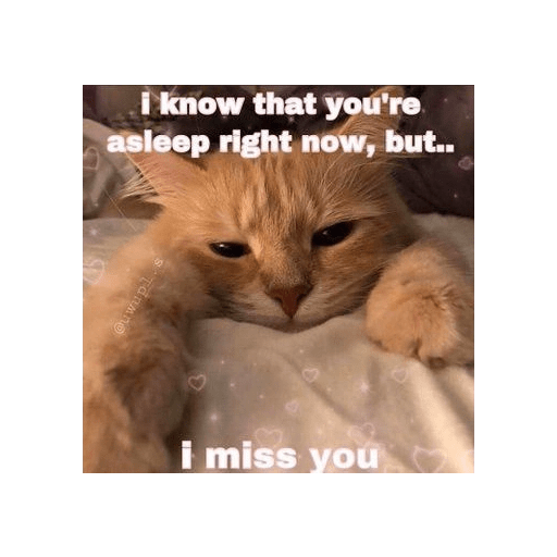 Kucing bucin 4