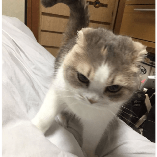 É o Yuri Denovo//Gato Bravo😾 11