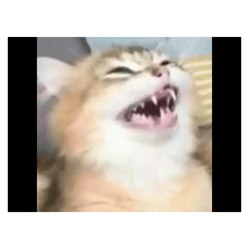 Gatos riendose 5