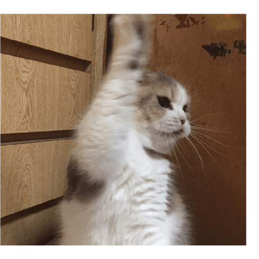É o Yuri Denovo//Gato Bravo😾 9