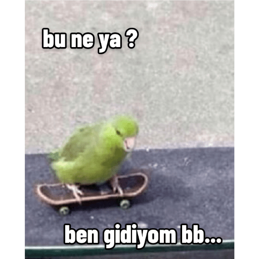 Funny birds 1