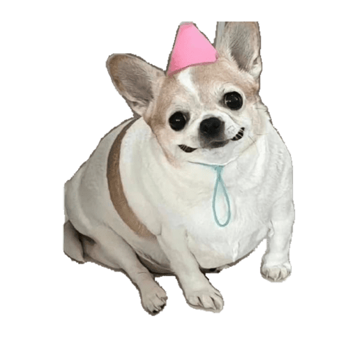 Perritos 4 19