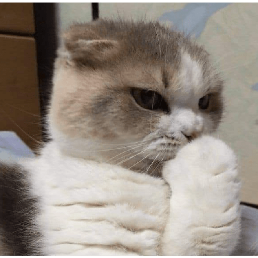 É o Yuri Denovo//Gato Bravo😾 12